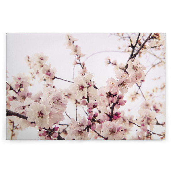 Leinwandbild Kirschblüte Natur 90cm x 60 cm