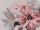 The Wall Wallpaper 7-teilig 3,71 m x 2,80 m