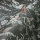 Tapete THE BoS 10,05 m x 0,53 m