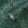 Tapete Famous Garden Jungle Leaves