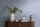 Tapete Pure Elegance