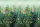Primavera Green (Mural)