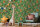 Animal Kingdom Green