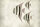 Fototapete Walls by Patel 4 m x 2,7 m Fische Beige   Raum 1