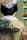 Fototapete Walls by Patel 4 m x 2,7 m Japanischer Stil Grün   Raum 3