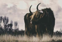 Fototapete Walls by Patel 4 m x 2,7 m Wildtier Braun...