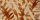 Fototapete Walls by Patel 5,4 m x 2,7 m Blätter Braun Beige  Raum 1