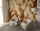 Fototapete Walls by Patel 5,4 m x 2,7 m Blätter Braun Beige  Raum 3