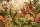 Fototapete Walls by Patel 4 m x 2,7 m Dschungel Grün Pink Beige Raum 1