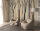 Fototapete Walls by Patel 5 m x 2,7 m Bäume Beige Braun Petrol Raum 3