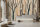 Fototapete Walls by Patel 5 m x 2,7 m Bäume Beige Braun Petrol Raum 4