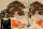 Fototapete Walls by Patel 4 m x 2,7 m Pflanzen Beige Schwarz  Raum 1