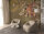 Fototapete Walls by Patel 4 m x 2,7 m Tiger Gold Grau  Raum 3