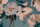 Fototapete Walls by Patel 4 m x 2,7 m Blumen Petrol Rosa  Raum 1