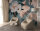 Fototapete Walls by Patel 4 m x 2,7 m Blumen Petrol Rosa  Raum 4