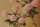 Fototapete Walls by Patel 4 m x 2,7 m Blumen Gelb Rosa  Raum 1