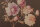 Fototapete Walls by Patel 4 m x 2,7 m Blumen Braun Rosa  Raum 1