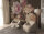 Fototapete Walls by Patel 4 m x 2,7 m Blumen Braun Rosa  Raum 3