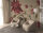 Fototapete Walls by Patel 4 m x 2,7 m Blumen Beige Rot  Raum 3