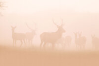 Fototapete Walls by Patel 4 m x 2,7 m Hirsche Oange   Raum 1