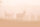 Fototapete Walls by Patel 4 m x 2,7 m Hirsche Oange   Raum 1