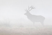 Fototapete Walls by Patel 4 m x 2,7 m Hirsch Grau   Raum 1