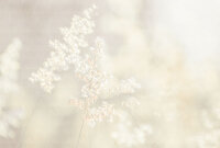 Fototapete Walls by Patel 4 m x 2,7 m Blüten Grau Weiß  Raum 1