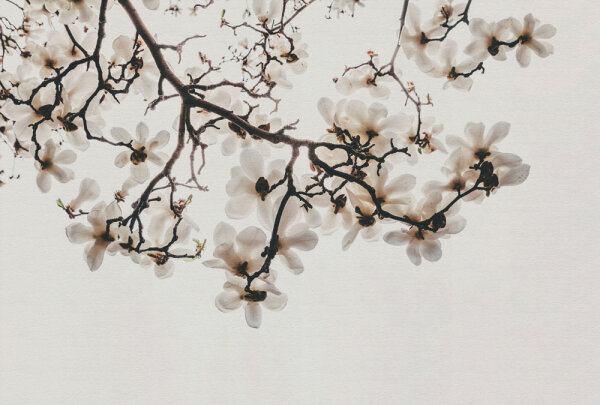 Fototapete Walls by Patel 4 m x 2,7 m Blüten Creme Braun  Raum 1