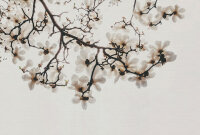 Fototapete Walls by Patel 4 m x 2,7 m Blüten Creme...